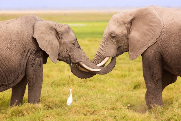 Afrikanische Elefanten im Amboseli Nationalpark. Kenia, Afrika.