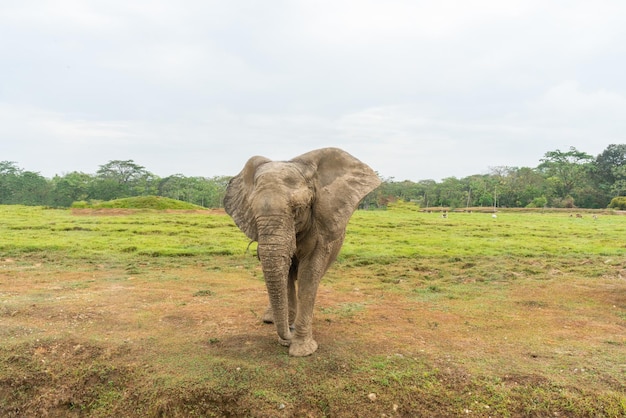 Afrikanische Elefanten in der wilden, wunderschönen Landschaft