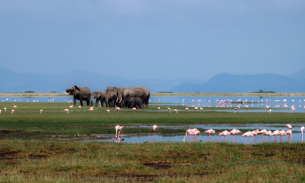 Afrikanische Elefanten und Flamingos in der Nähe des Amboseli-Nationalparks in Kenia