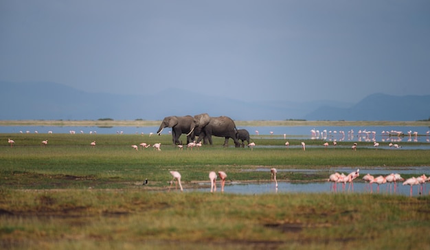 Afrikanische Elefanten und Flamingos in der Nähe des Amboseli-Nationalparks in Kenia