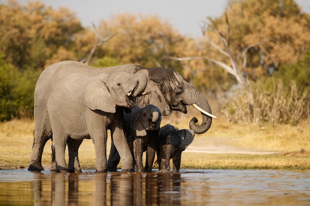 Afrikanische Elefanten zusammen in der Natur