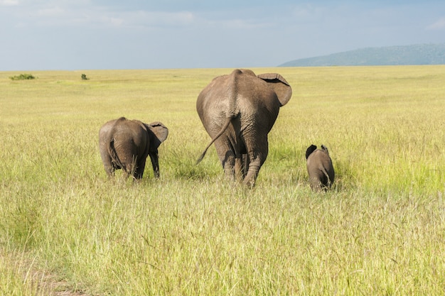 Afrikanische Elefantenfamilie mit Babykalb in der Savanne, Masai Mara Nationalpark, Kenia