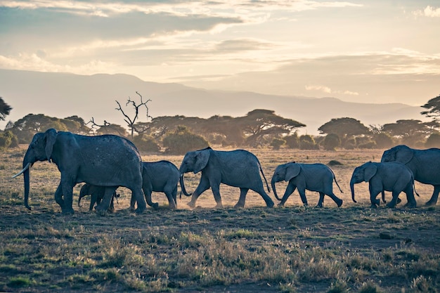 Afrikanische Elefantenherde bei Sonnenaufgang im Amboseli-Nationalpark, Kenia