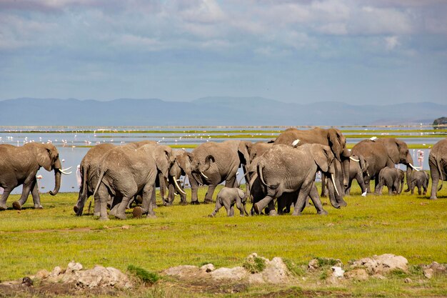 Afrikanische Elefantenherde im Amboseli-Nationalpark in Kenia