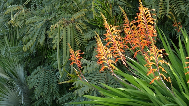 Afrikanische Flagge orange Blumenblüte Chasmanthe Floribunda natürlicher botanischer Hintergrund exotische Blüte im Garten Gartenarbeit in Kalifornien usa lebendige Flora und üppiges Laub lebendige saftige Pflanzenfarben