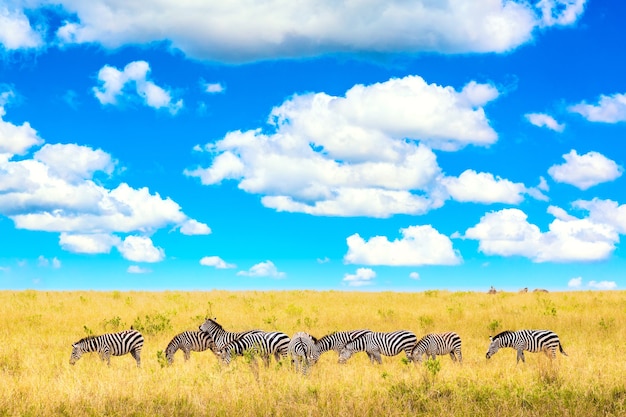 Afrikanische landschaft. zebra in der afrikanischen savanne im masai mara nationalpark. kenia, afrika.