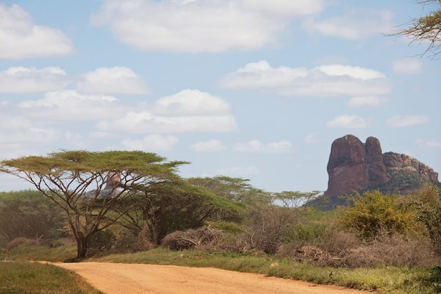 Afrikanische Landschaften - heißer gelber Busch, Bäume und blauer Himmel. Konzeptioneller afrikanischer Hintergrund.