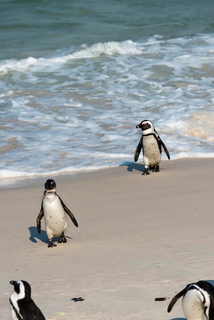 Afrikanische Pinguine in Simonstown, Südafrika