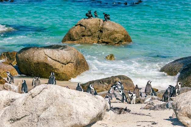 Afrikanische Pinguinkolonie am Boulders Beach, Südafrika