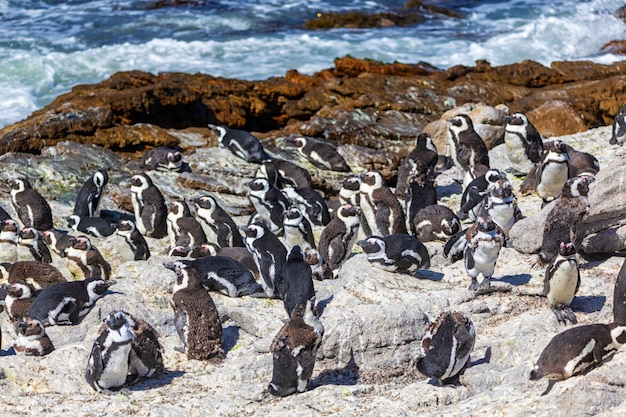 Afrikanische Pinguinkolonie am steinigen Punkt in Bettys Bucht, Südafrika