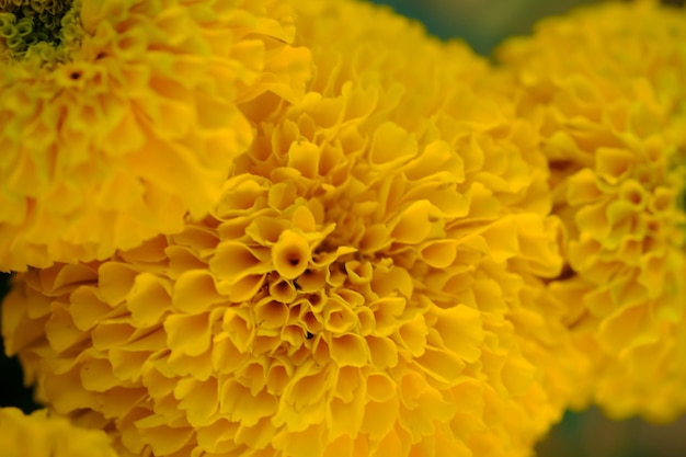 Afrikanische Ringelblume, Tagetes erecta. die aztekische Ringelblume, mexikanische Ringelblume, große Ringelblume. Nahaufnahme gelb