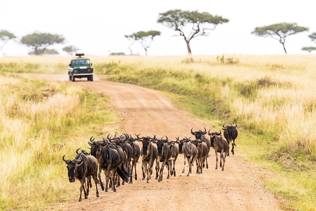 Afrikanische Safari mit Wildebeest Crossing Road