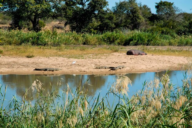 Afrikanische Savannenlandschaft Krüger Nationalpark Südafrika