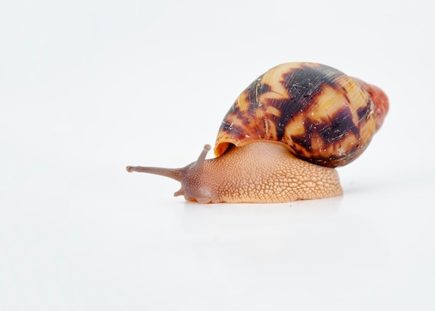 Afrikanische Schnecke Archachatina Egregia isoliert auf weißem Hintergrund