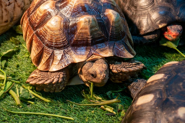 Afrikanische Spornschildkröte Hermann-Schildkröte, die auf dem grünen Gras füttert