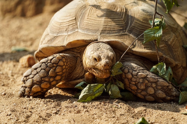 afrikanische Spornschildkröte