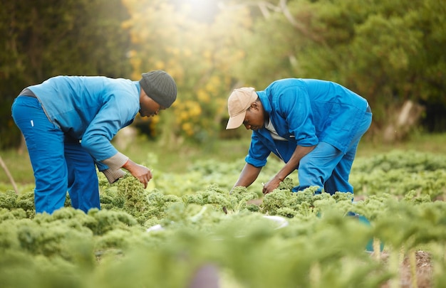Afrikanische Teamfarm und Ernte von Gemüse für die Landwirtschaft Arbeit Produktion und Agrar Lebensmittel Männer und Bauern Pflücken von Pflanzen auf dem Feld für die Gartenarbeit natürliche Ressourcen und frische organische Pflanzen in der Natur