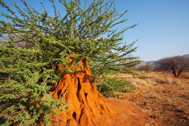 Afrikanische Termite