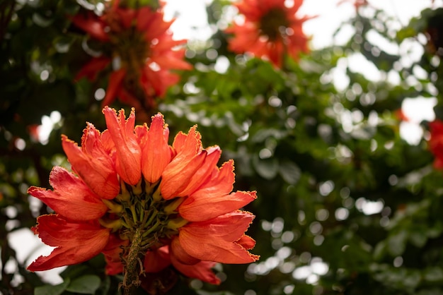 Afrikanische Tulpenbaumblume Orangefarbene Blütenblätter in Nahaufnahme zwischen grünen Blättern Üppige Blüte mit gelbem Umriss Orangefarbene tropische Blume von Spathodea campanulata