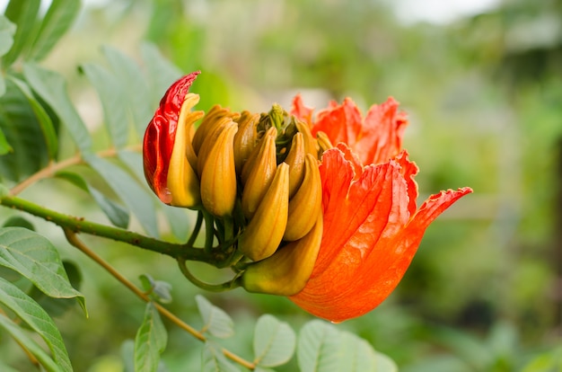 Afrikanische Tulpenbaumblume