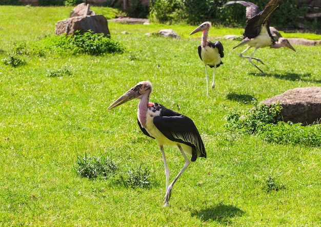 Afrikanische Vögel storchen Marabu im Sommer