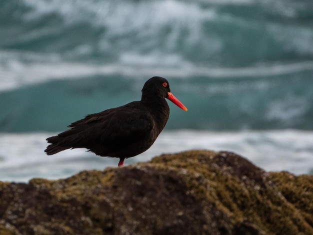 Afrikanischer Austernfänger Haematopus moquini aus Doorspring Lamberts Bay Western Cape