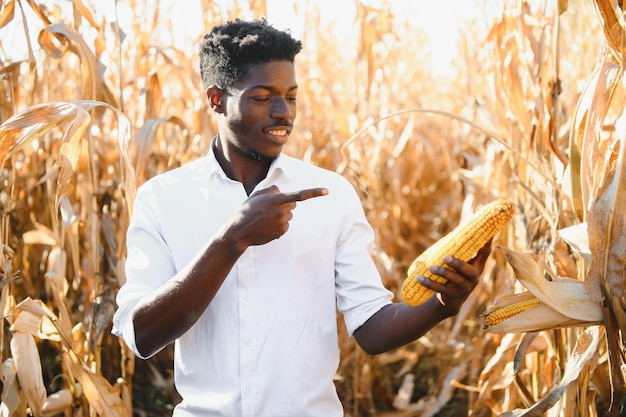 Afrikanischer Bauer, der Mais-Bio-Erzeugnisse vom Bauernhof hält. Landwirtschafts- oder Anbaukonzept