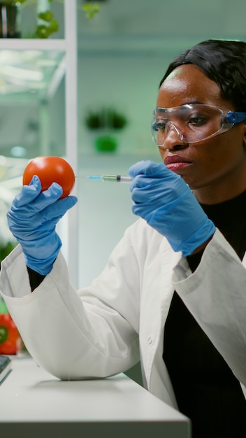 Afrikanischer biochemiker mit medizinischen handschuhen, der organische tomaten mit pestiziden für gvo-tests genetischer analyse medizinischer expertise injiziert. biochemiker, der in einem landwirtschaftlichen labor arbeitet, das gesunde lebensmittel testet