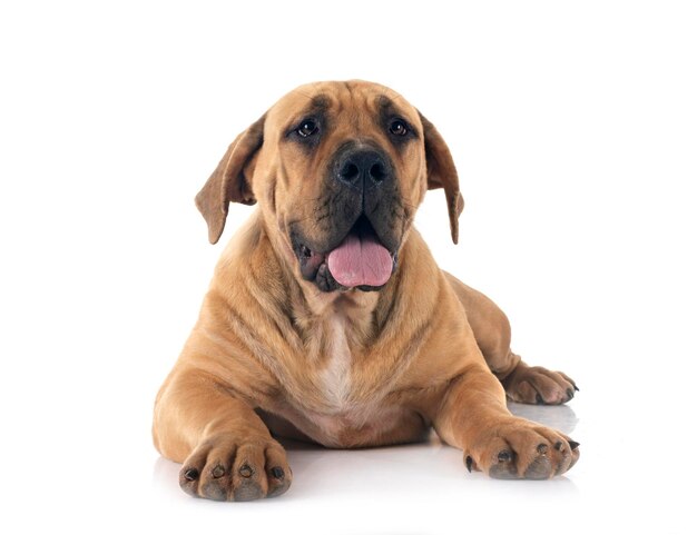Afrikanischer Boerboel im Studio