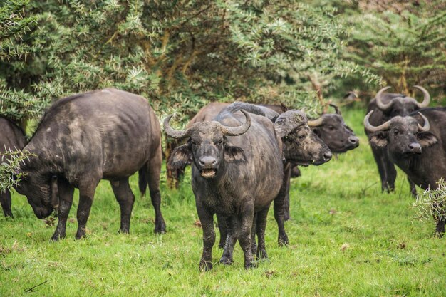 Afrikanischer Büffel auf dem hellgrünen Gras im Ngorongoro National Park. Afrikanische Big Five: Büffel, Ta