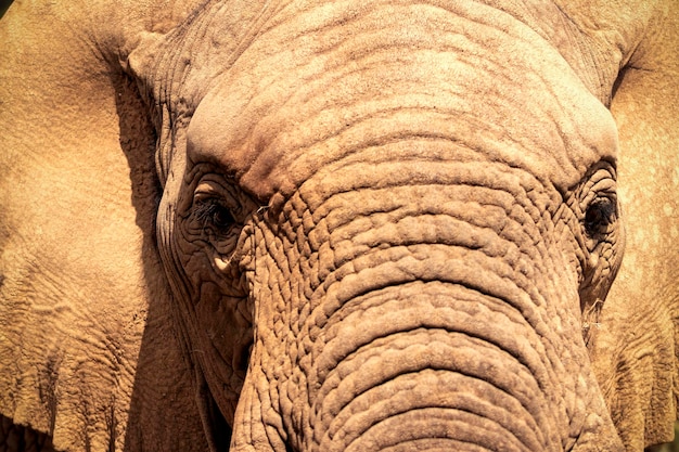 Afrikanischer Buschelefant im Grasland des Etosha Nationalparks