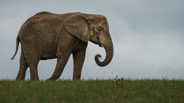 afrikanischer Buschelefant