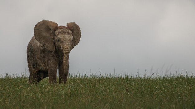 afrikanischer Buschelefant