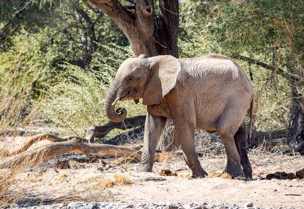 afrikanischer Buschelefant