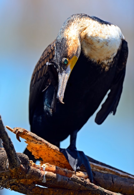 Afrikanischer Darter thront auf Zweig im Wasser mit Reflexion. Südafrika