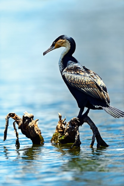 Afrikanischer Darter thront auf Zweig im Wasser mit Reflexion. Südafrika