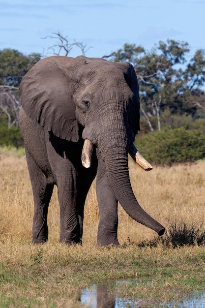 Afrikanischer Elefant Botswana Afrika