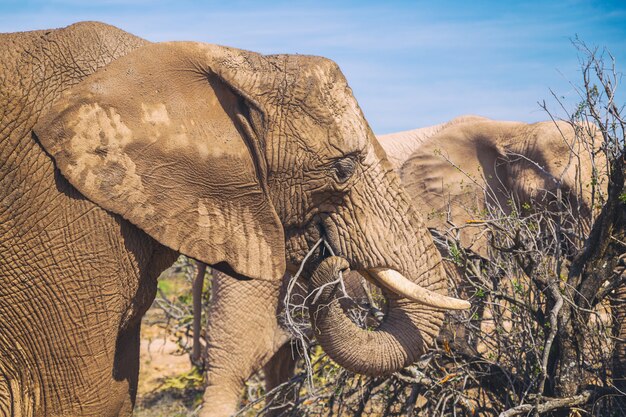 Afrikanischer Elefant, der in Büschen Nahaufnahmeansicht in Addo National Park, Südafrika isst