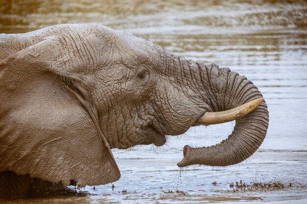 Afrikanischer Elefant, der sich im Addo-Nationalpark, Südafrika trinkt und wäscht