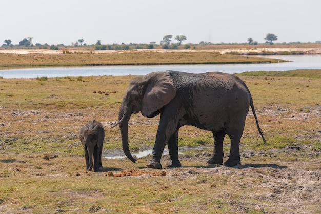 Afrikanischer Elefant im Chobe-Nationalpark