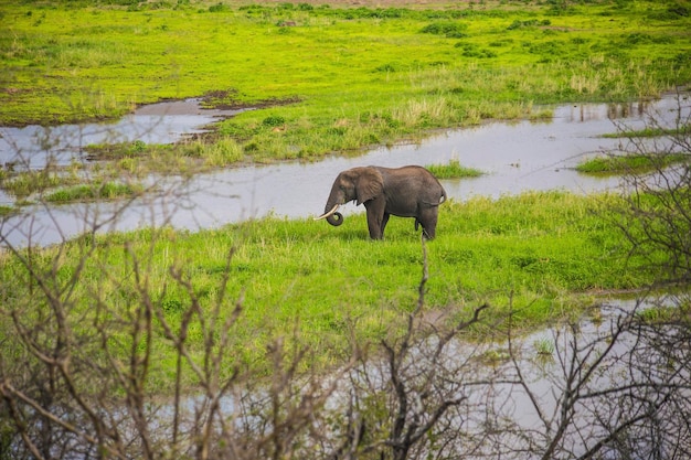 Afrikanischer Elefant im Tarangire Nationalpark, Tansania