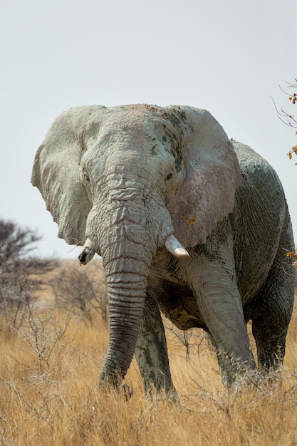 Afrikanischer Elefant Loxodonta Africana Etosha Nationalpark Namibia