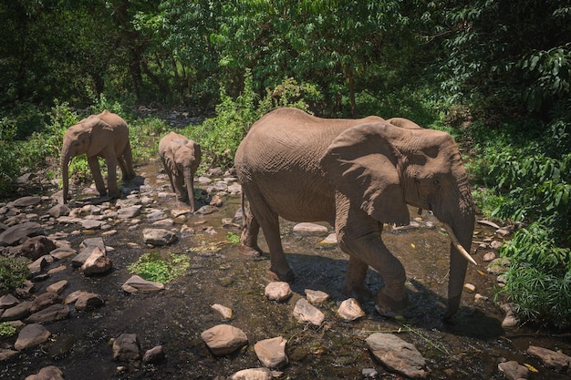 Afrikanischer Elefant Loxodonta