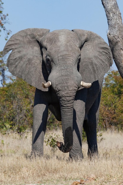 Afrikanischer Elefantenbulle Botswana