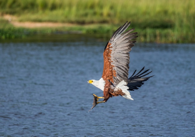 Afrikanischer Fischadler im Flug mit dem Fisch in seinen Krallen.