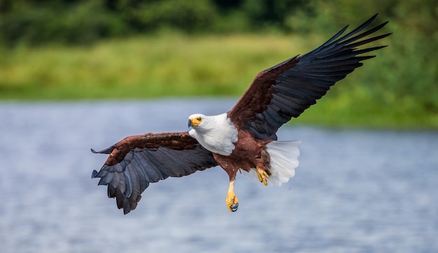 Afrikanischer Fischadler im Flug.