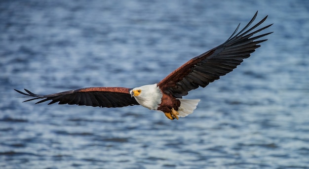 Foto afrikanischer fischadler im flug.