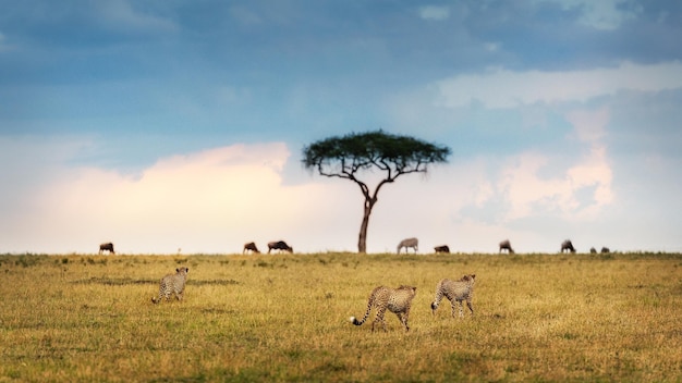 Afrikanischer Gepard auf der Pirsch