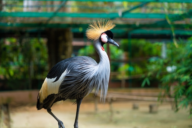 Afrikanischer grauer gekrönter Kranichvogel