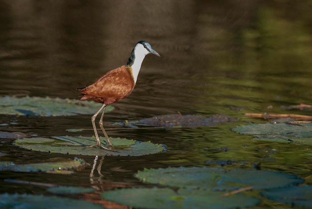 Afrikanischer Jacana-Krüger-Nationalpark Südafrika